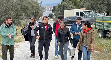 Tarihi Alan'da zeytin hasadı