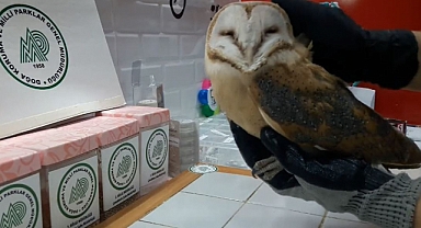 Yaralı peçeli baykuş emin ellerde