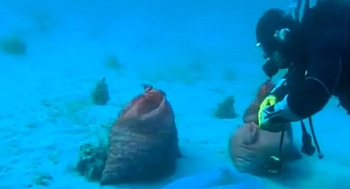 Kaçak akivades avcılığına suçüstü