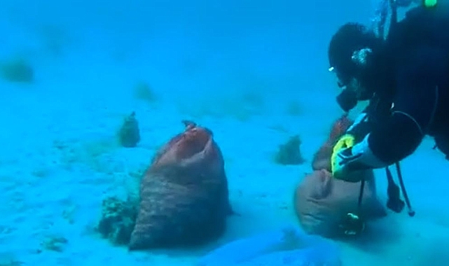 Kaçak akivades avcılığına suçüstü