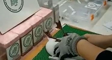 Yaralı martı emin ellerde…