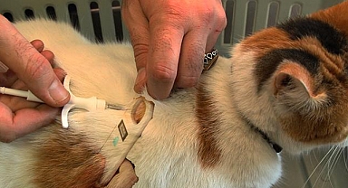Evcil hayvanlara mikroçip uygulaması