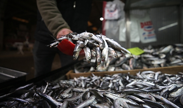 Hamsi avcılığı 15 Nisan&#039;a kadar yasak