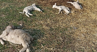 Sokak köpekleri koyunlara saldırdı