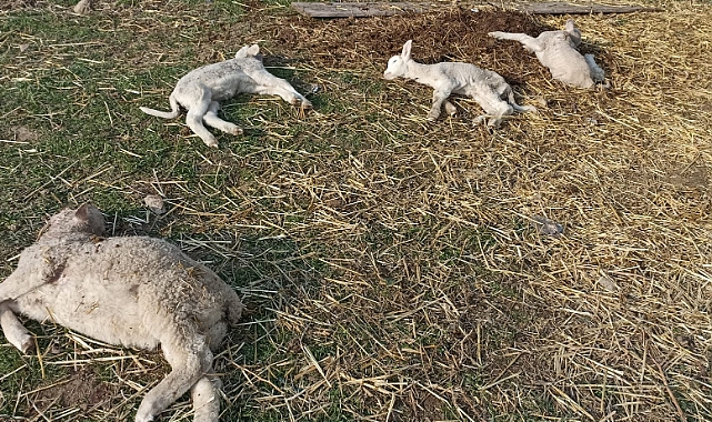 Sokak köpekleri koyunlara saldırdı