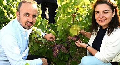 Bağlarda uygulamalı budama eğitimi