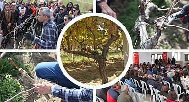 Çanakkale'de yıllık 46 bin ton üzüm üretiliyor