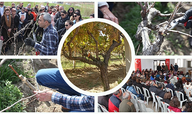 Çanakkale&#039;de yıllık 46 bin ton üzüm üretiliyor