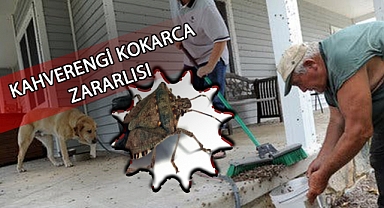 Kahverengi kokarca uyarısı