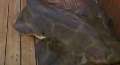 Köpek balığı teknede doğum yaptı