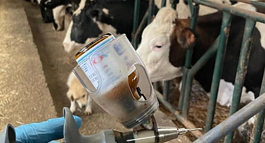 Şap hastalığına karşı aşılama