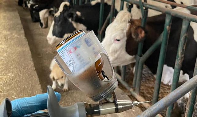 Şap hastalığına karşı aşılama