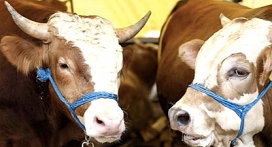 Şap hastalığına karşı önlem alındı