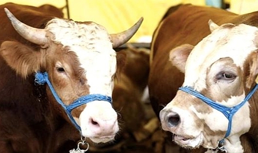 Şap hastalığına karşı önlem alındı