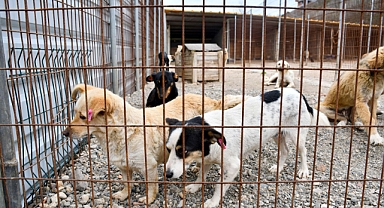 Biga Belediyesi'nden kısırlaştırma seferberliği