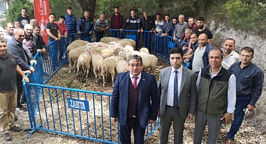 Bayramiç'te yetiştiricilere damızlık koç dağıtıldı