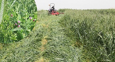 Dört dörtlük projede hasat başladı