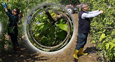 Elma bahçelerinde biyolojik mücadele