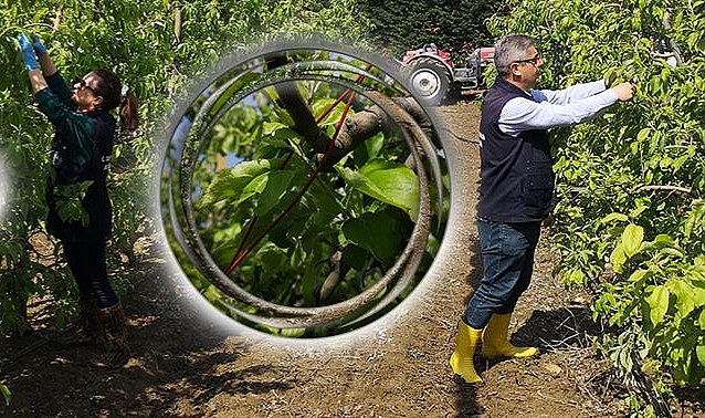 Elma bahçelerinde biyolojik mücadele