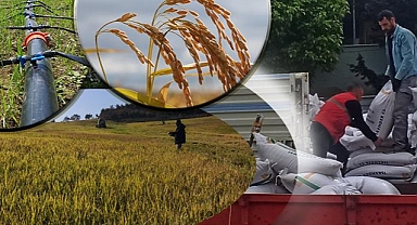 Üreticilere çeltik tohumu desteği