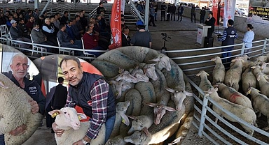 Üreticilere damızlık koç desteği