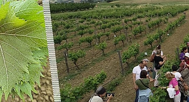 'Çanakkale Bağlarından Sofraya Yemeklik Asma Yaprağı'