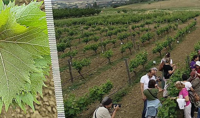 &#039;Çanakkale Bağlarından Sofraya Yemeklik Asma Yaprağı&#039;