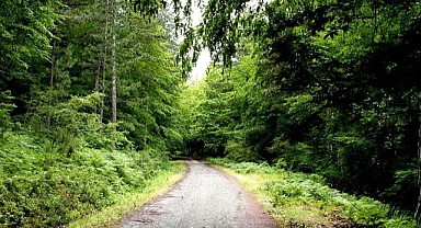 Ormanlık alanlara girişler yasaklandı