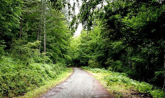 Ormanlık alanlara girişler yasaklandı