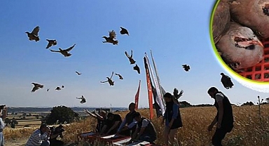 Süne zararlısına karşı keklikle biyolojik mücadele