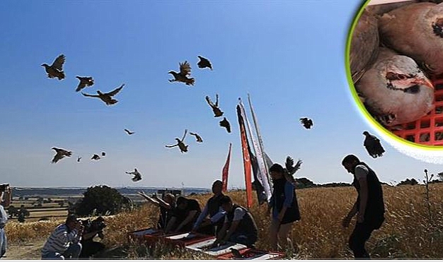 Süne zararlısına karşı keklikle biyolojik mücadele