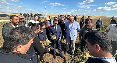 Çıplak Köyünde şeker pancarı hasadı