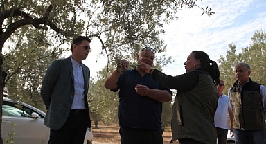 Zeytin hasadı şenlikle başladı