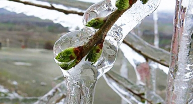 Meteorolojiden zirai don uyarısı