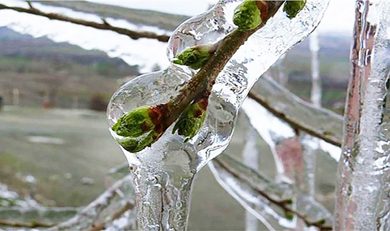 Meteorolojiden zirai don uyarısı