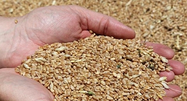 Yerli yeni buğday çeşitleri anlatıldı