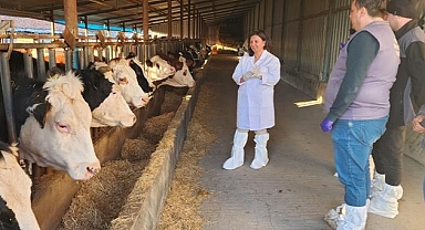 Büyükbaş hayvanlar şap aşısıyla korunacak