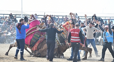 Deve güreşleri ilgiyle izlendi