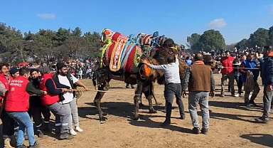 Geyikli'de deve güreşlerine yoğun ilgi