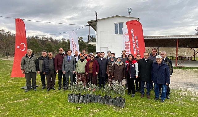 Yangın mağduru üreticilere zeytin fidanı dağıtıldı
