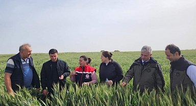 Süne zararlısıyla mücadele çalışmalarını sürdürüyor