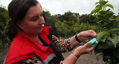 Kahverengi kokarca zararlısına karşı parazitoit salımı yapıldı
