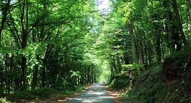 Ormanlık alanlara giriş yasaklandı