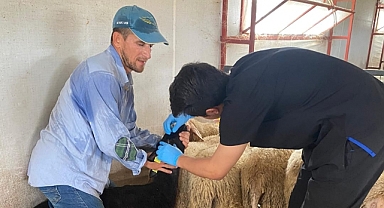 Aşılama çalışmaları sürüyor