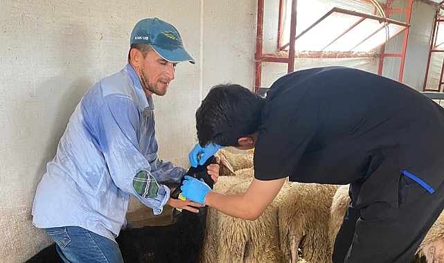 Aşılama çalışmaları sürüyor