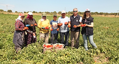 Çanakkale domatesinde ilk hasat