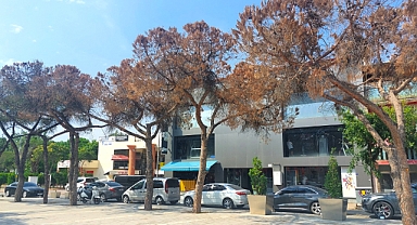 Cumhuriyet Meydanı'na meşe ağaçları dikilecek