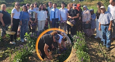 Halileli Köyünde çiçek hasadı