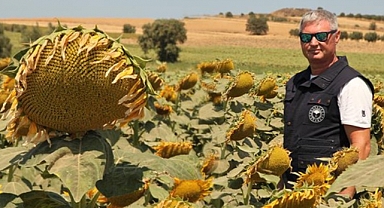 Yerli ve milli ayçiçeği üretimiyle tarım atılımı yapılıyor