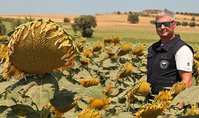 Yerli ve milli ayçiçeği üretimiyle tarım atılımı yapılıyor